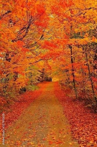 Autumn in the forest © Jasmin