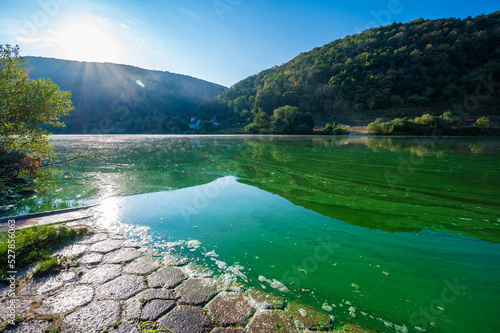 Принти на полотні Blue-green algae or cyanobacteria completely cover the Mosel river