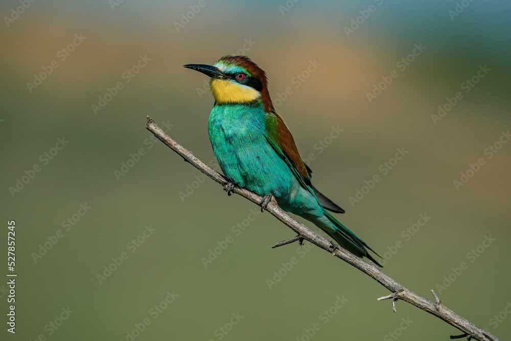 European Bee-eater (Merops apiaster) perched on a branch. European Bee-eater (Merops apiaster) perched on a branch.