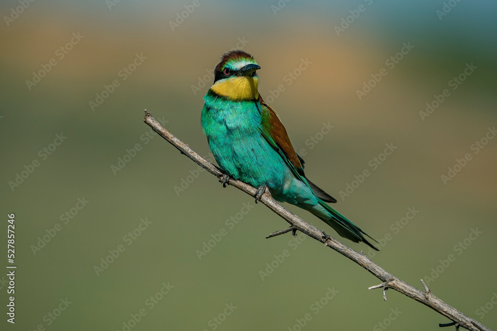 European Bee-eater (Merops apiaster) perched on a branch. European Bee-eater (Merops apiaster) perched on a branch.