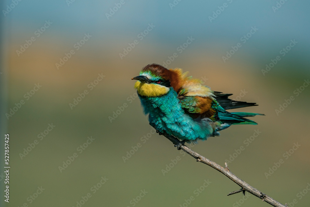 European Bee-eater (Merops apiaster) perched on a branch. European Bee-eater (Merops apiaster) perched on a branch.