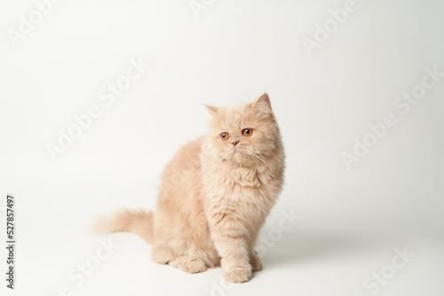 persia-cat-sitdown-look-at-top