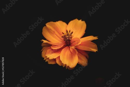 Принти на полотні orange flower on black background