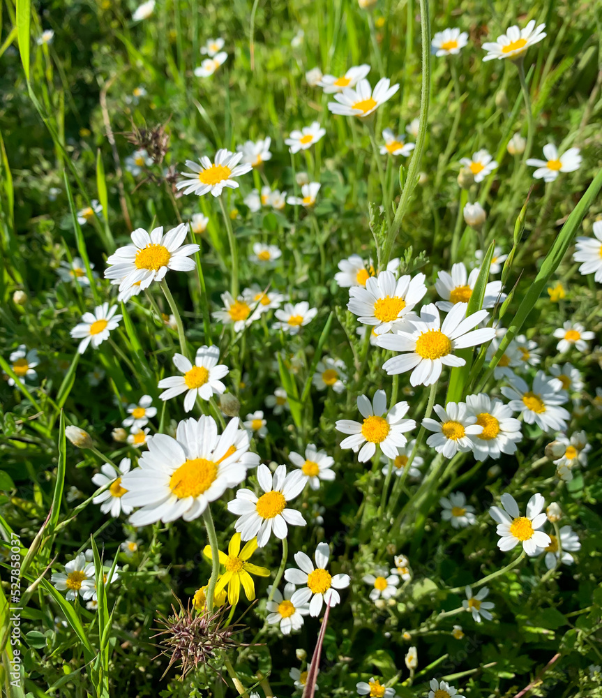 Fototapeta premium field of daisies