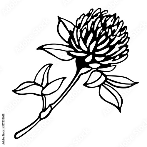 clover flower branch botanic contour illustration