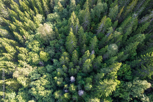 aerial view of tree tops in a forest in summer