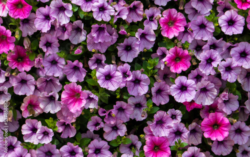 a close-up of a wall of Petunia flowers