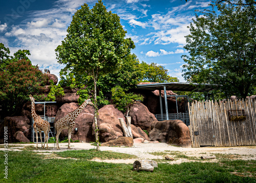 Photography Zoo Giraffes