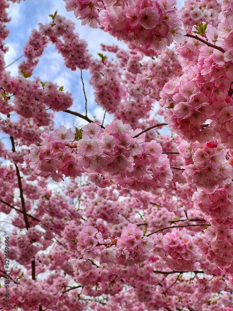 Sunset behind a blossoming cherry blossom tree Sunset behind a blossoming cherry blossom tree