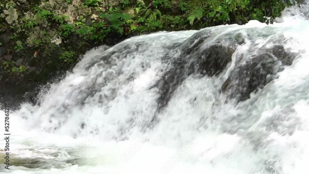 Cherry salmon waterfall climbing in Shibetsu River, Nakashibetsu Town, Hokkaido Cherry salmon waterfall climbing in Shibetsu River, Nakashibetsu Town, Hokkaido