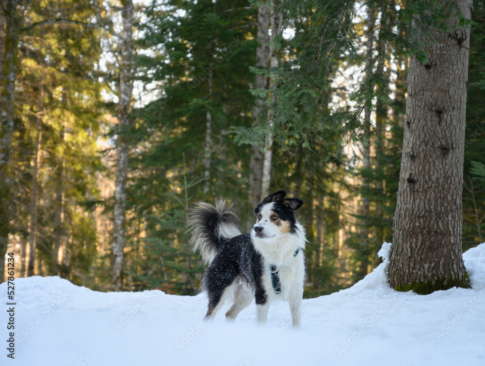 Obraz premium border collie dog