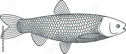 Grass carp outline. Isolated grass carp on white background photo