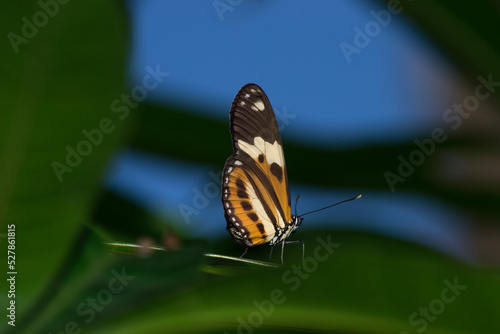 The beautiful butterfly (Heliconius ethilla narcaea) under a passion fruit (Passiflora edulis) leaf in the city of Rio de Janeiro, Brazil 