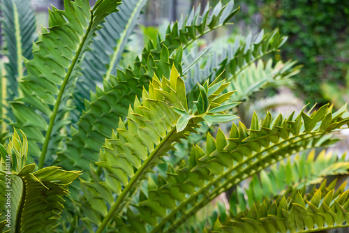 Sydney Australia, closeup of detail in frond of a encephalartos arenarius or dune cycad which is native to south africa photo