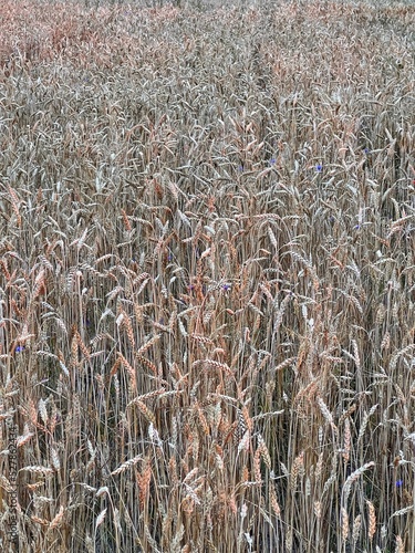 Wheat fields with spikelets close-up . High quality photo