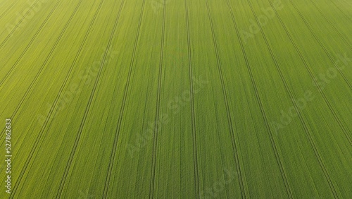Field with green wheat from a height of flight, filmed with a drone 