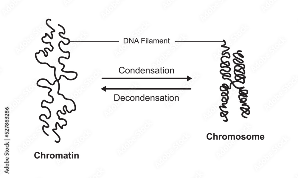 Scientific Designing of Chromatin Condensation and Chromosome ... Biology Diagrams