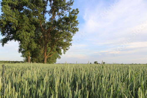 Wheat fields with spikelets close-up . High quality photo