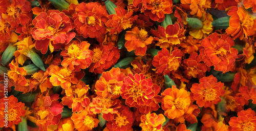 red flowers - marigolds, natural background