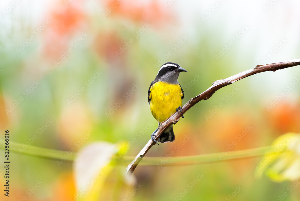 Obraz premium Small yellow bird, Bananaquit perched on a branch with a colorful background in Trinidad and Tobago.