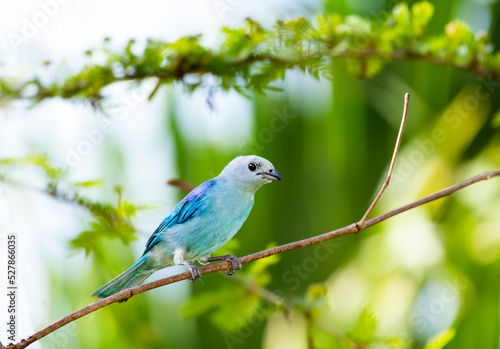 Tropical Blue-gray Tanager perched on a branch in a garden.