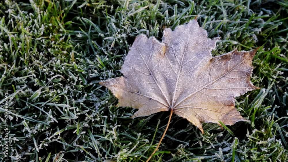 The first morning hoarfrost on lawn with dry frozen fallen maple leaf. Close-up. Late autumn season. Weather forecast background. Beauty in nature details. Top view. Winter cold backyard atmosphere. The first morning hoarfrost on lawn with dry frozen fallen maple leaf. Close-up. Late autumn season. Weather forecast background. Beauty in nature details. Top view. Winter cold backyard atmosphere.