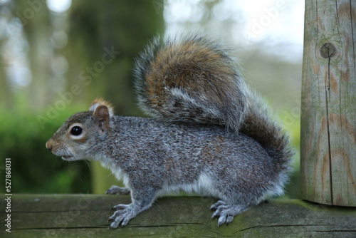 squirrel in the park