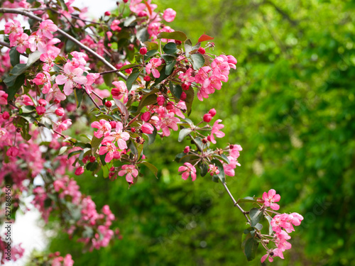 Pink flowers on apple tree branches blooming in nature
