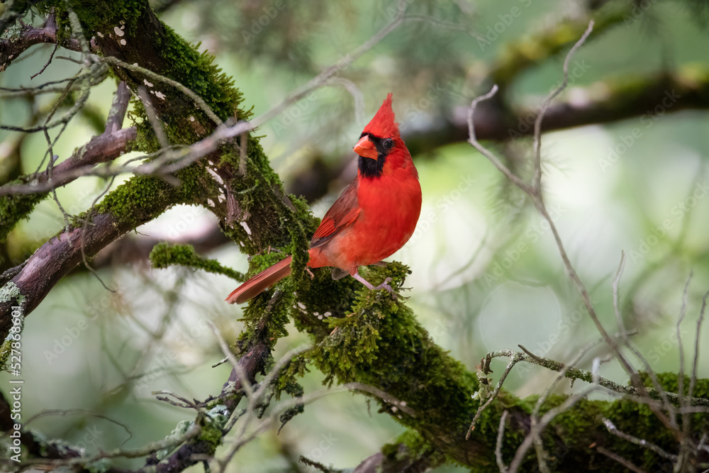 Pretty Cardinal on an Alabama Summer day Pretty Cardinal on an Alabama Summer day
