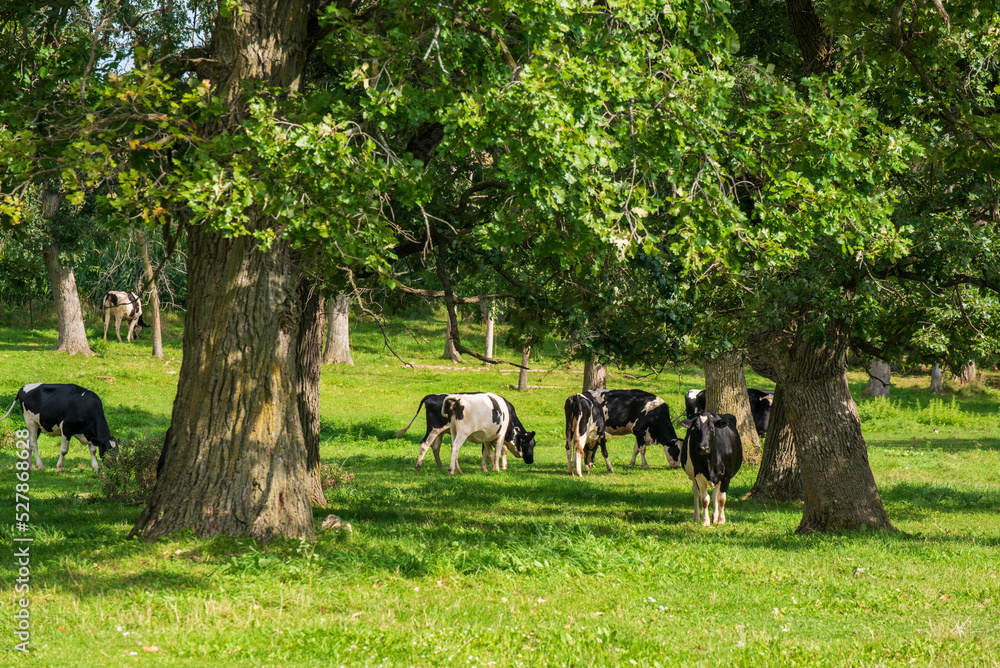 Holstein Friesian Cows In Pasture In September Holstein Friesian Cows In Pasture In September