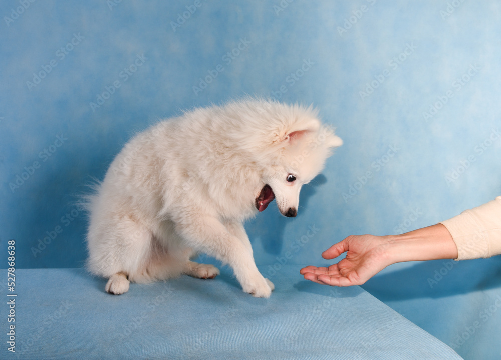 Portrait of a beautiful white fluffy dog on a blue background in the studio. A dog gives a paw to a person to greet as a greeting sign