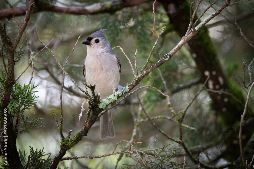 Cute Tufted Titmouse in an Alabama Cedar Tree Cute Tufted Titmouse in an Alabama Cedar Tree