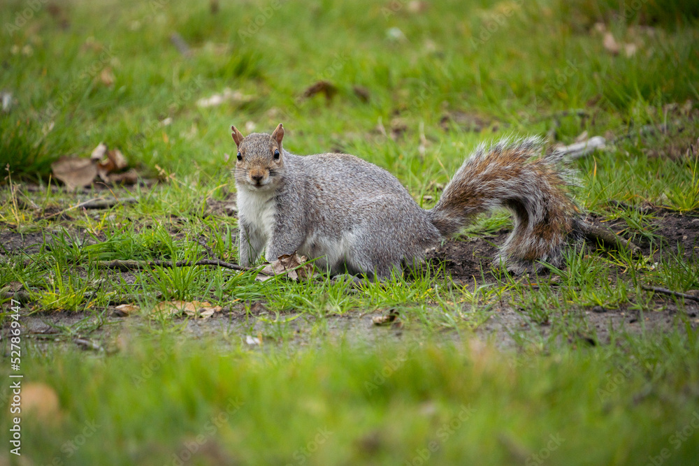 Eye contact with single adorable grey squirrel in greenwich park, London, UK, England Eye contact with single adorable grey squirrel in greenwich park, London, UK, England