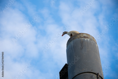 egyptian goose on a pole in London, Uk, England