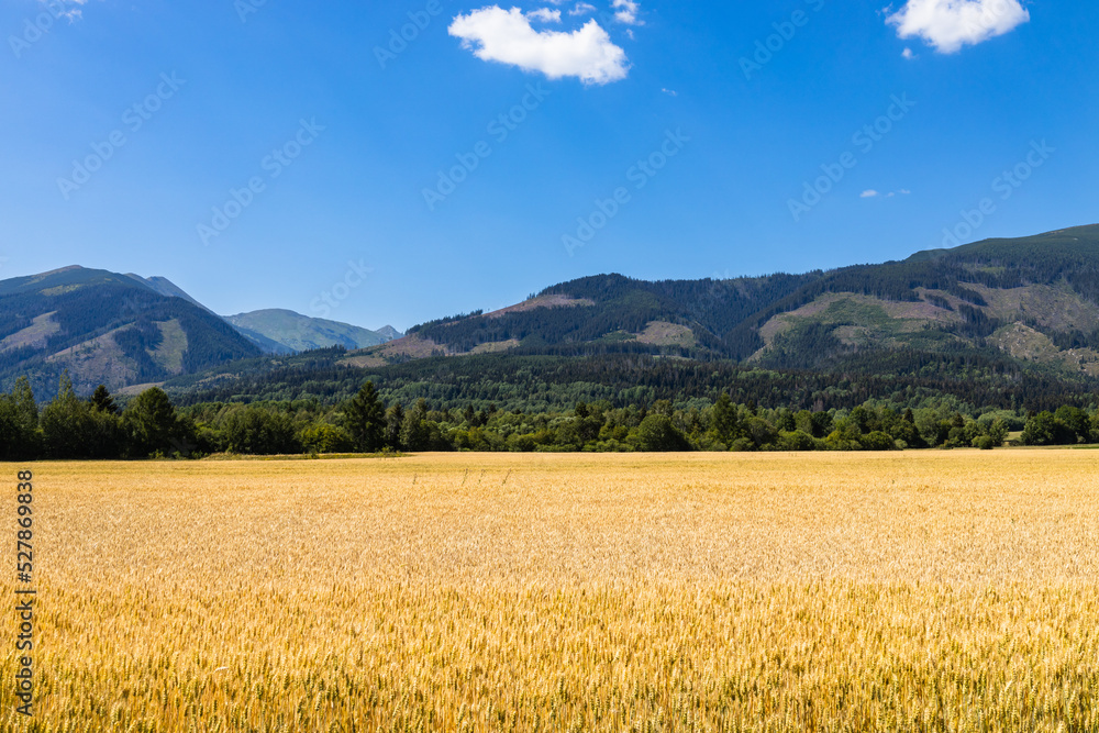 Gold wheat field on mountains background. Ripening ears of meadow wheat field