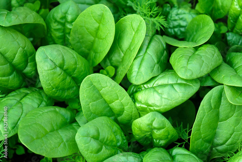 Organic spinach texture leaves healthy green food and vegan Background.