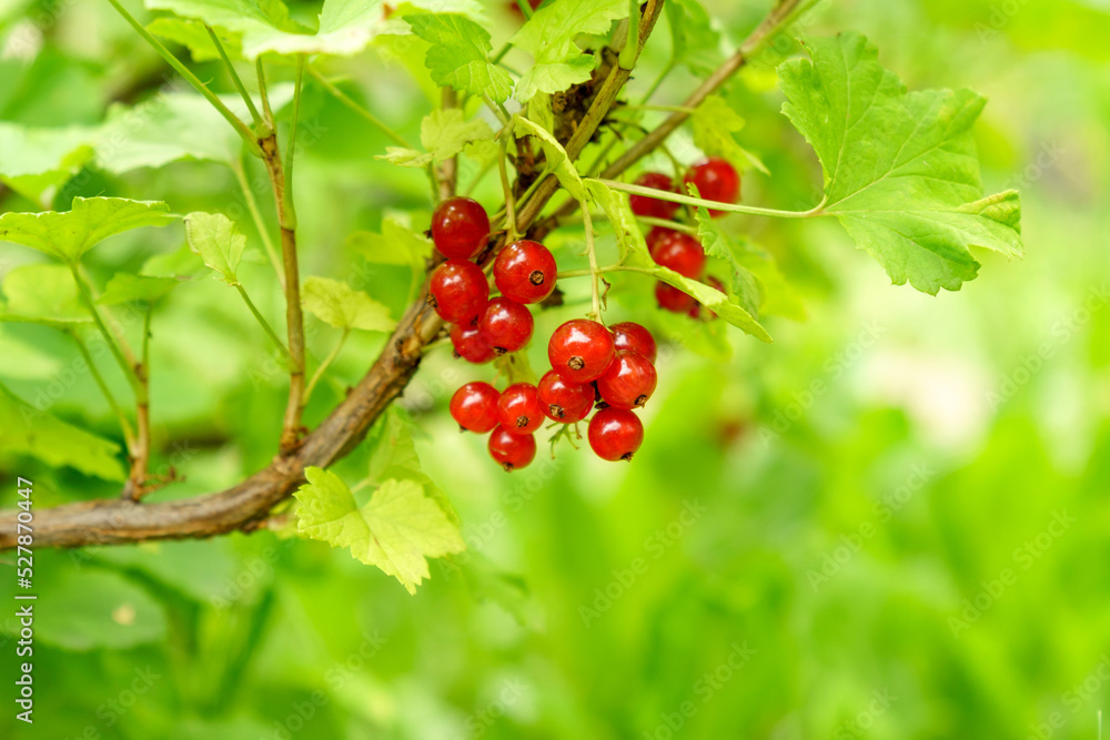 Obraz premium Branch with berries fresh ripe red currant in a garden. Summer time. Selective focus