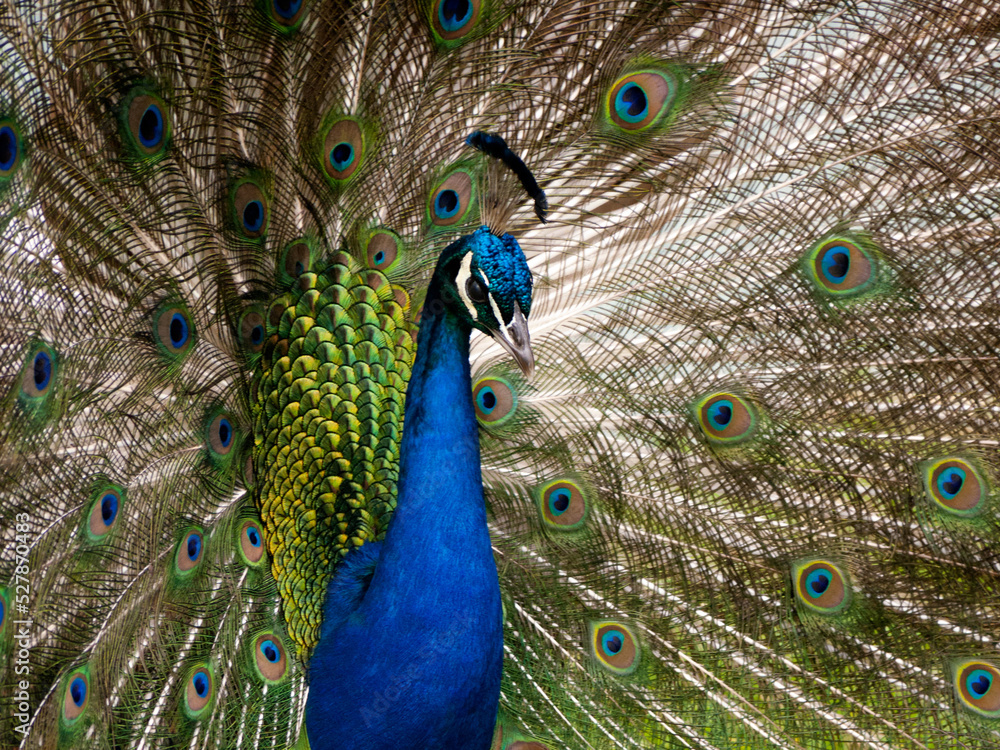Obraz premium close up of peacock, with tail feathers proudly on display
