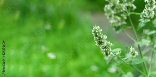 Mint blossom, the concept of growing medicinal plants, green leaves on annual plants in a herb garden. Selective focus. Copy space