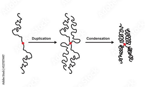 Scientific Designing of Duplication and Condensation of DNA Filament During Cell Division. Colorful Symbols. Vector Illustration. photo