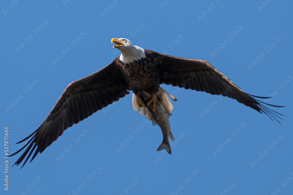 American Bald Eagle carry dinner to eaglets American Bald Eagle carry dinner to eaglets