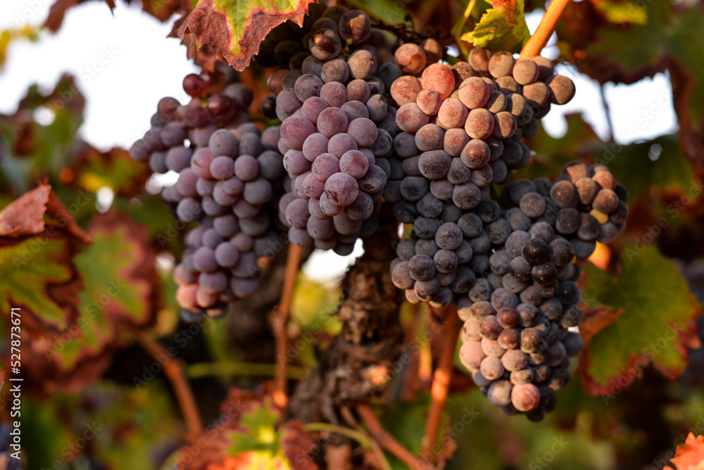 bunch of purple grapes hanging on vine plant bunch of purple grapes hanging on vine plant
