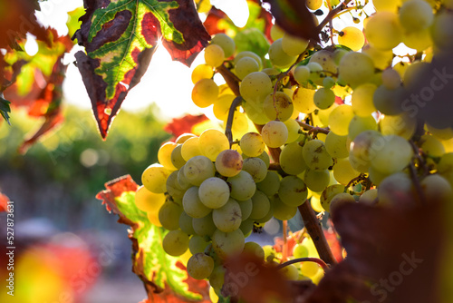 bunch of white muscatel grapes hanging on vine plant photo