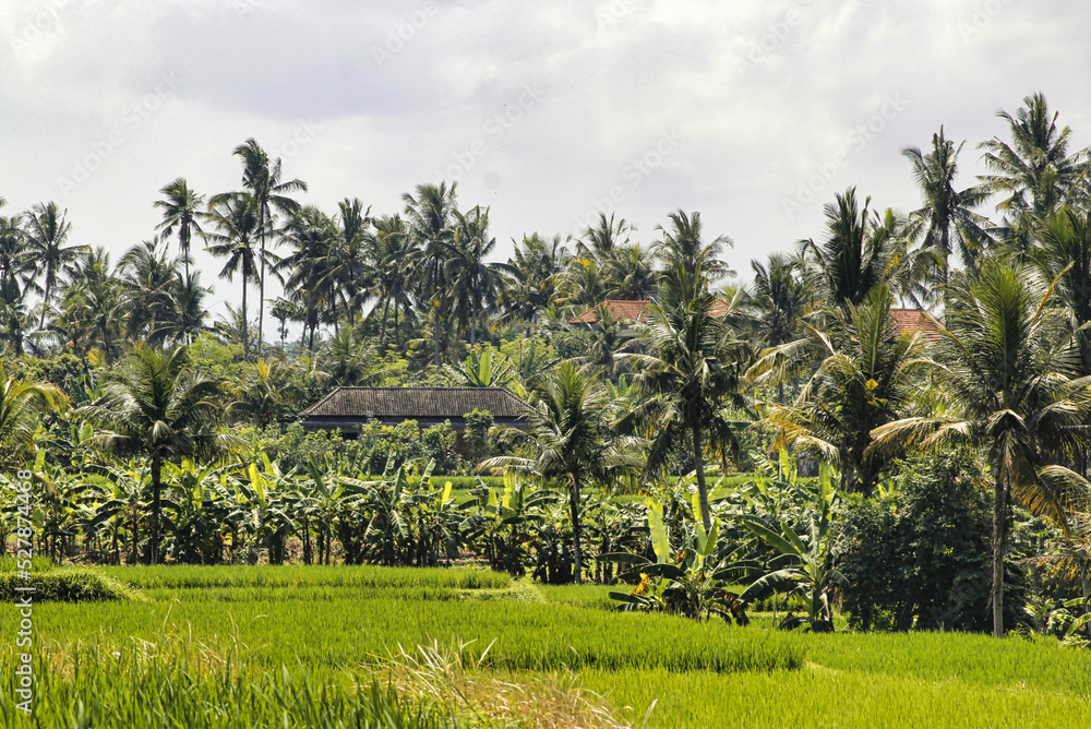 Rice field Rice field