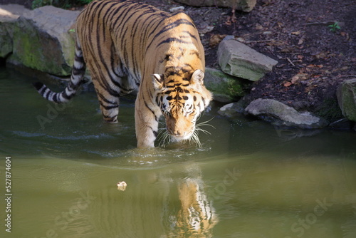 Tigre du Bengal s'abreuvant dans la rivière