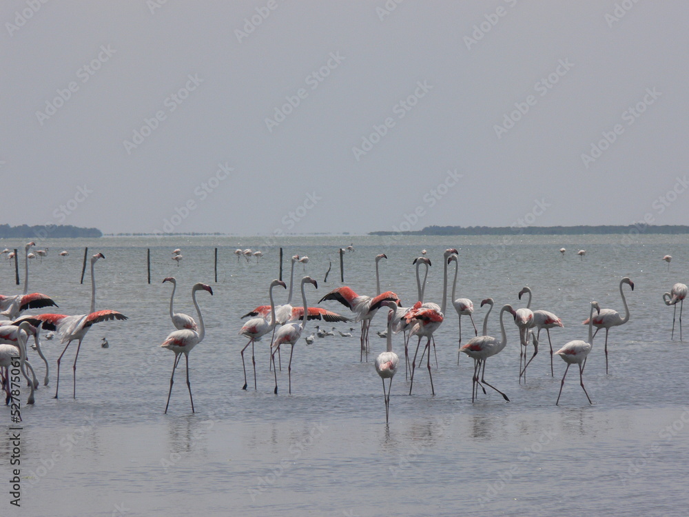 Fototapeta premium flamingo
