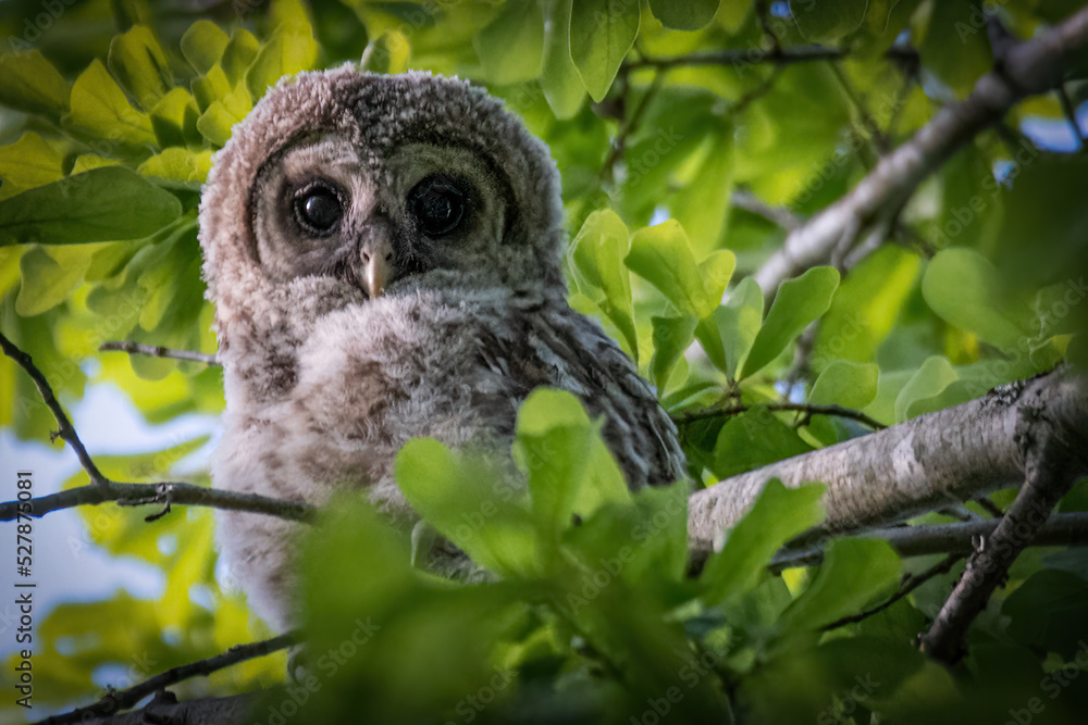 Baby Barred Owlet peaking from the trees in Hayes Nature Preserve Baby Barred Owlet peaking from the trees in Hayes Nature Preserve