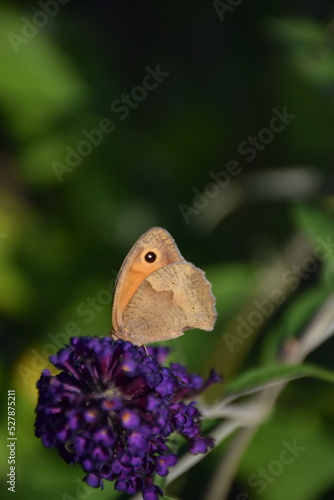buterfly