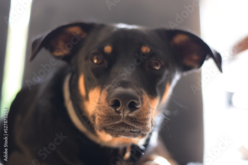 dog