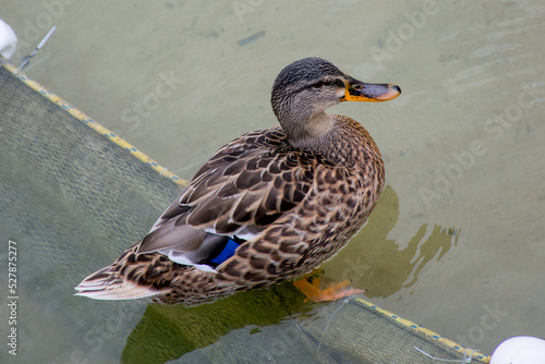 duck